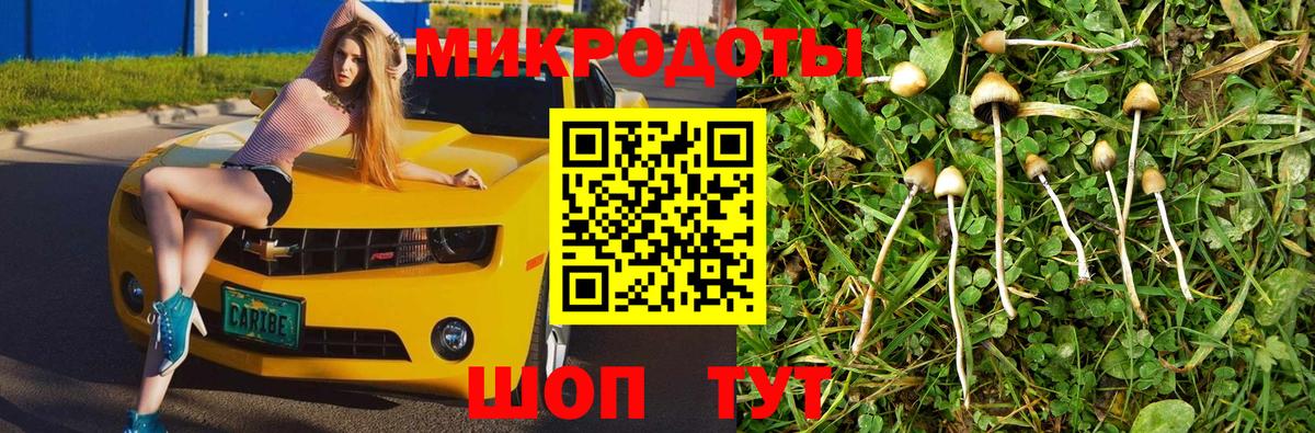 Галлюциногенные грибы Psilocybine cubensis Карпинск